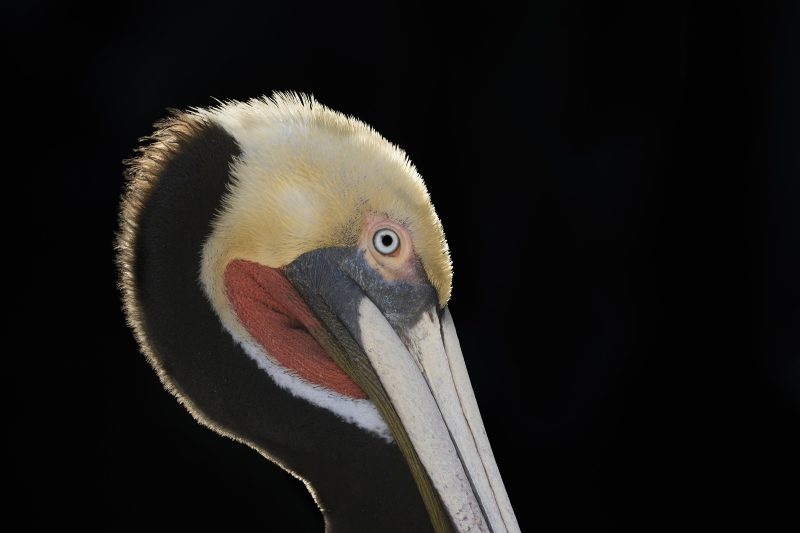 Brown-Pelican-3200-backlit-face-portrait-_DSC6320-La-Jolla-CA