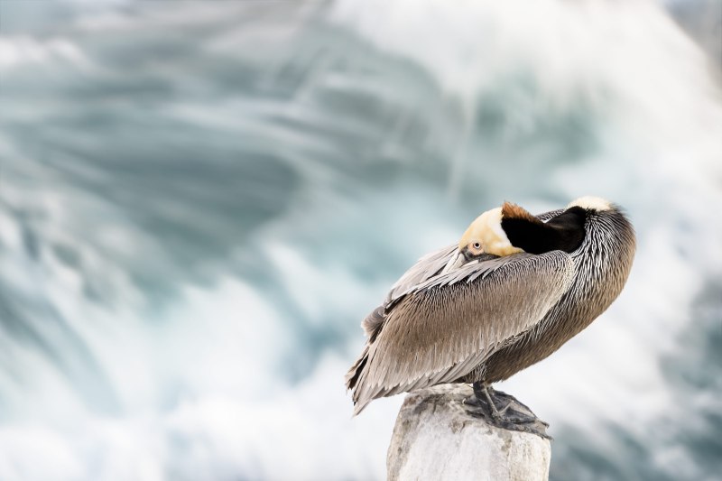 Brown-Pelican-3200-breaking-wave-1-8-second-_DSC8994-La-Jolla-CA