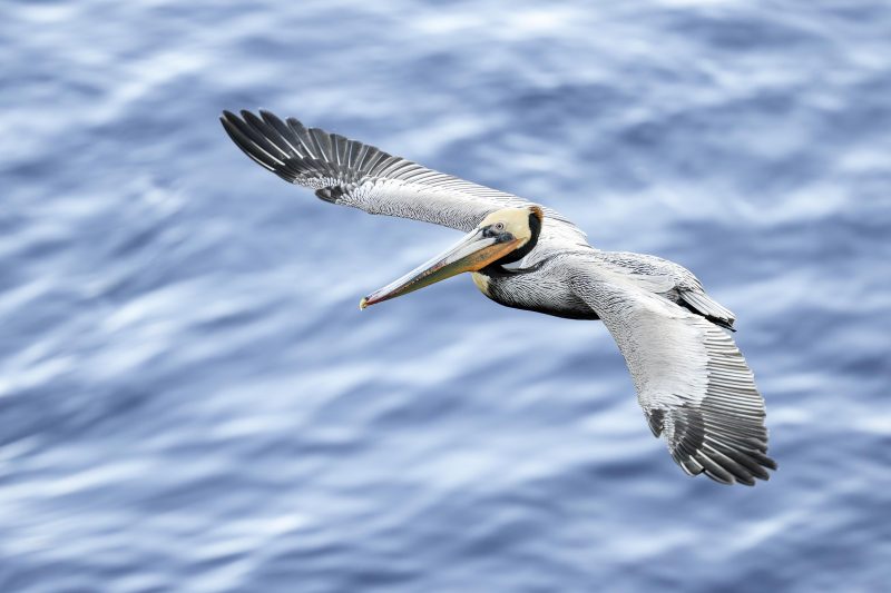 Brown-Pelican-3200-dorsal-flight-in-shade-_DSC1570-La-Jolla-CA