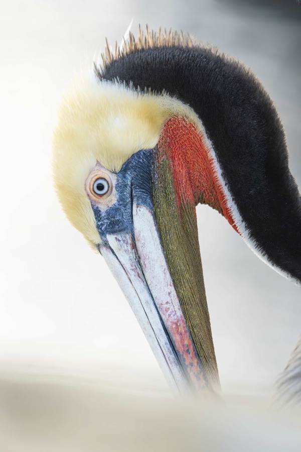 Brown-Pelican-3200-face-detail-backlit-before-sunrise-_DSC5175-La-Jolla-CA