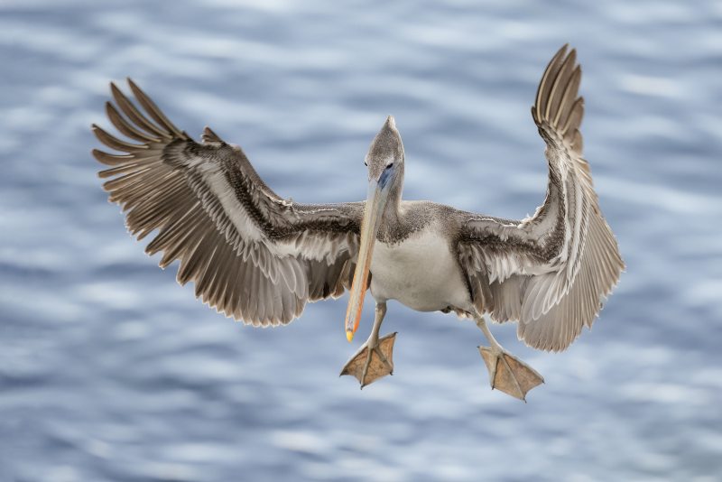 Brown-Pelican-3200-juvenile-braking-to-land-_DSC1537-La-Jolla-CA