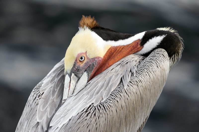 Brown-Pelican-3200-resting-_DSC7187-La-Jolla-CA