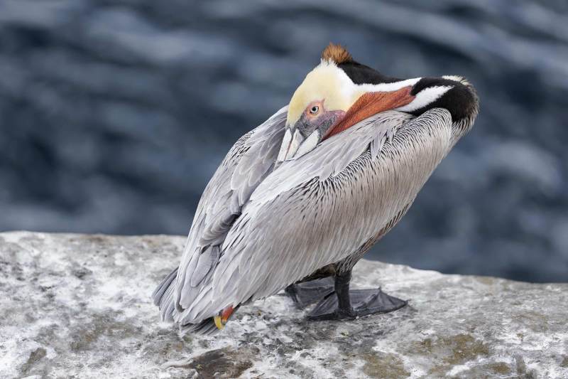 Brown-Pelican-3200-sleeping-_DSC0370-La-Jolla-CA