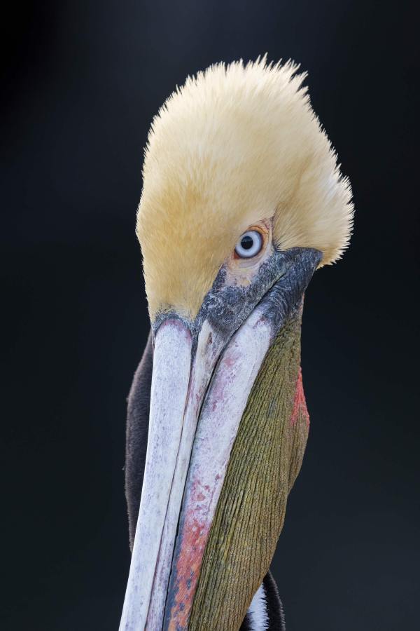 Brown-Pelican-3200-tight-face-and-bill-backlit-_DSC4325-La-Jolla-CA