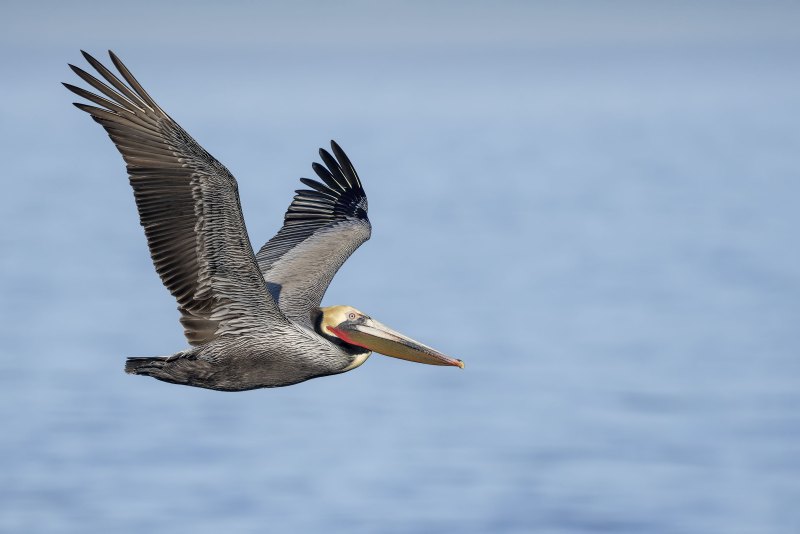 Brown-Pelican-3200-wings-up-flight-pose-_DSC0313-La-Jolla-CA