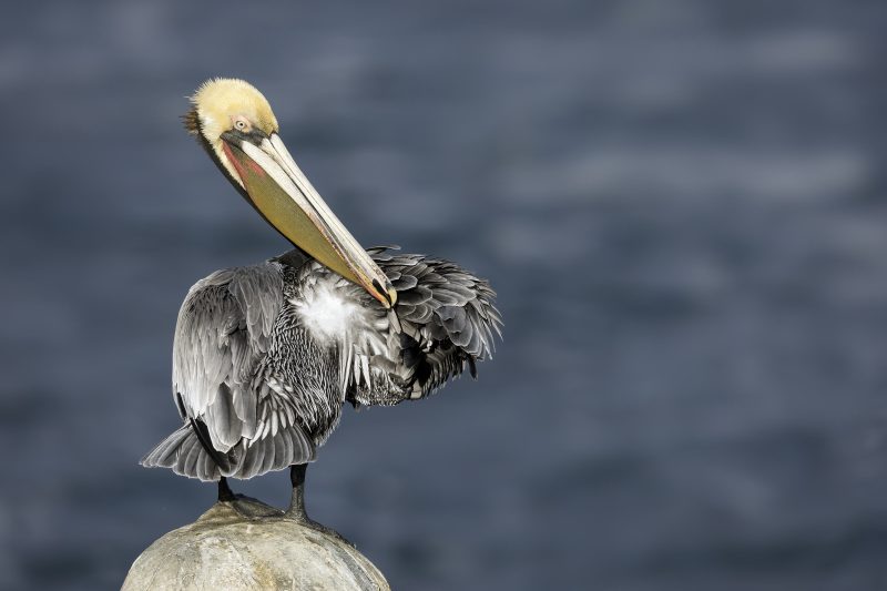 Brown-Pelican-Pacific-3200-race-preening-_DSC7506-La-Jolla-CA