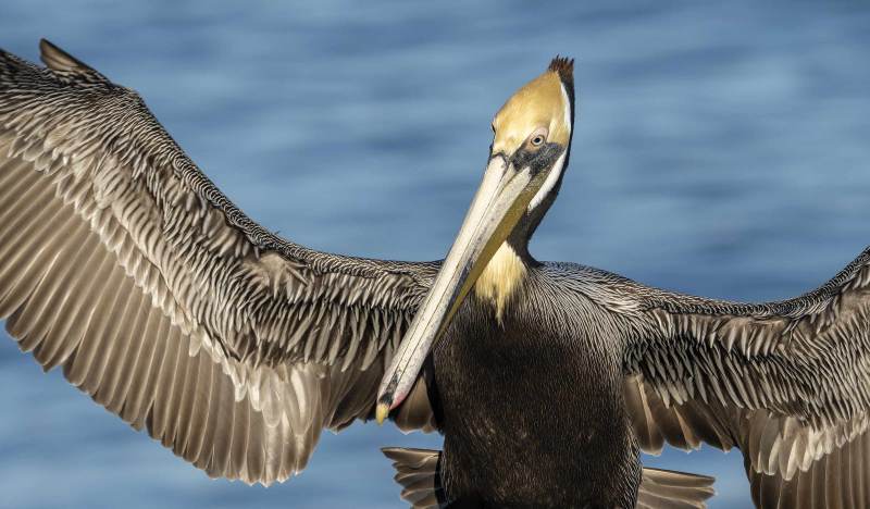 Brown-Pelican.-3200-tight-flight-_DSC6855-La-Jolla-CA