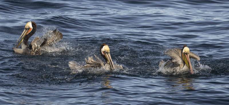 Brown-Pelicans-3200-bathing-party-pano-_DSC7625-La-Jolla-CA