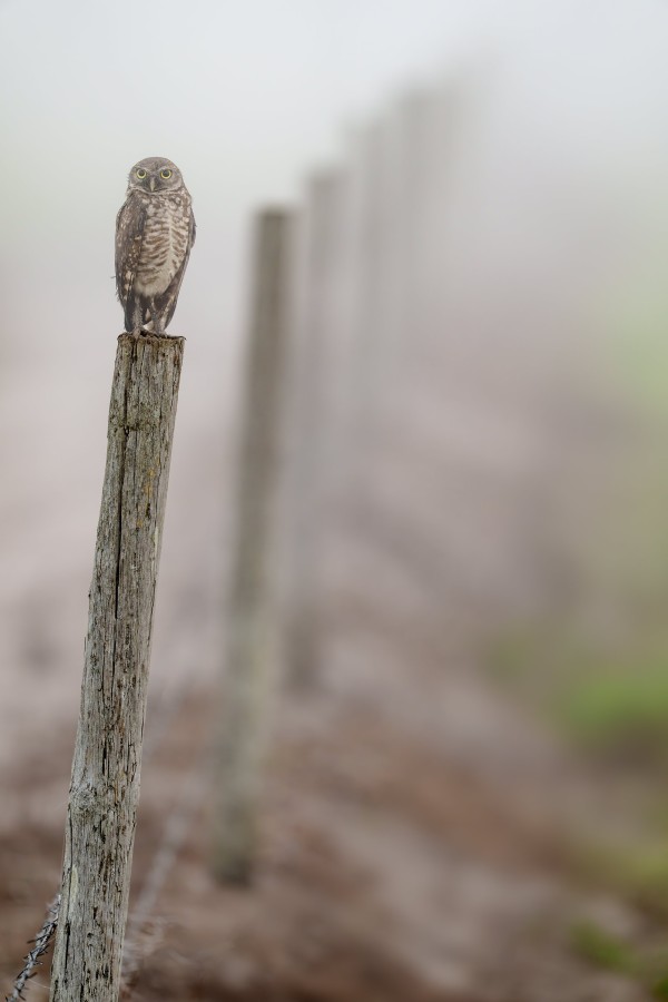 Burrowing-Owl-3200-on-fencepost-A-_DSC6853-Joe-Oversreet-Landing-Road-FL-2