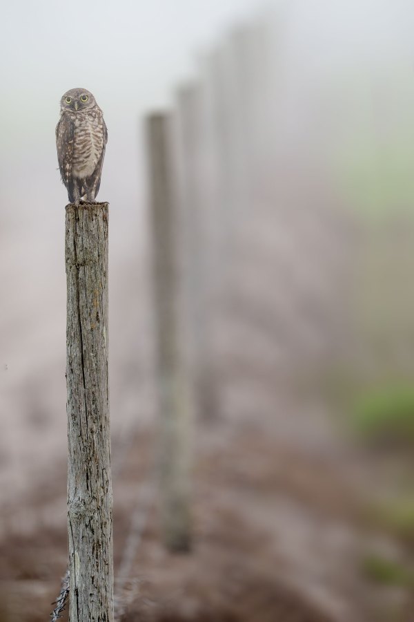 Burrowing-Owl-3200-on-fencepost-_DSC6853-Joe-Oversreet-Landing-Road-FL