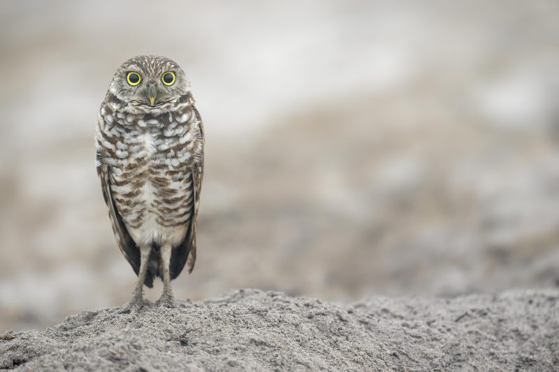 Burrowing-Owl-3200-on-sand-ridge-near-nest-_DSC6746-Joe-Oversreet-Landing-Road-FL