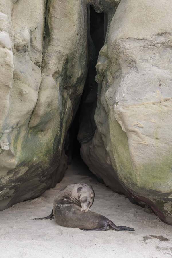 California-Sea-Lion-3200-_DSC9067-La-Jolla-CA