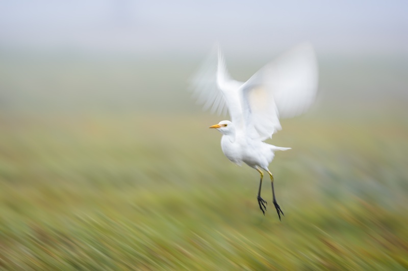 Catlle-Egret-3200-taking-flight-blur-_DSC3675-Indian-Lake-Estates-FL-
