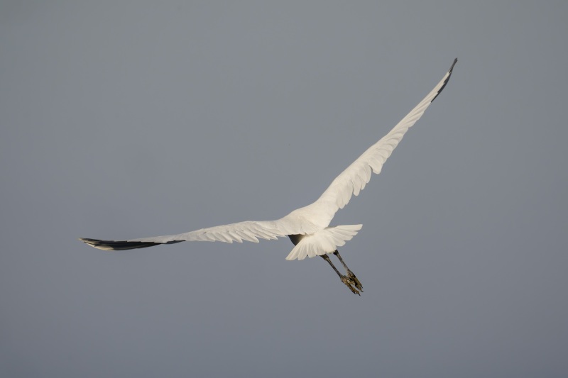 Cattle-Egret-3200-flying-away-_DSC9297-Indian-Lake-Estates-FL-