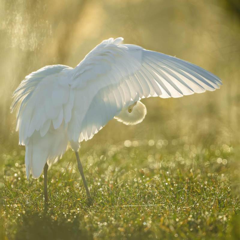 Cattle-Egret-3200A-preening-SQ-_DSC9798-Indian-Lake-Estates-FL-