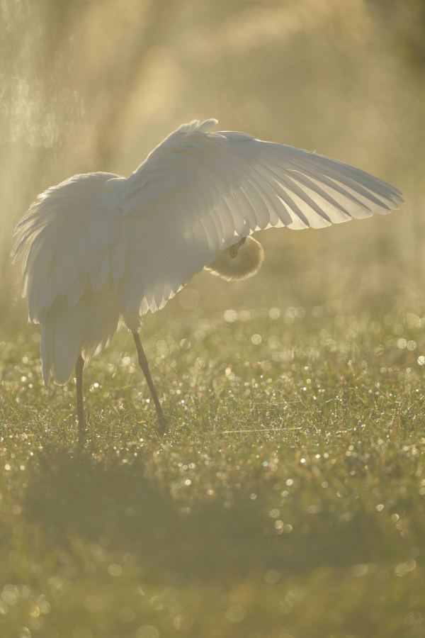 Cattle-Egret-backlit-ORIG-_DSC9798-Indian-Lake-Estates-FL-2
