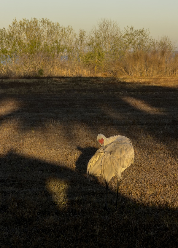 Crane-tree-shadows-IMG_0111