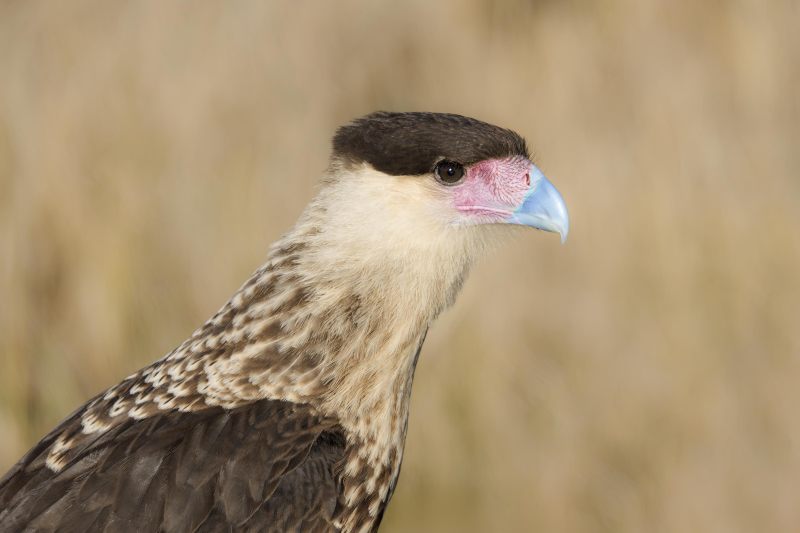 Crested-Caracara-3200-juvenile-_DSC4592-Indian-Lake-Estates-FL