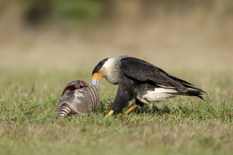 Crested-Caracara-3200-with-roadkilled-opossum-_DSC0802-Indian-Lake-Estates-FL-