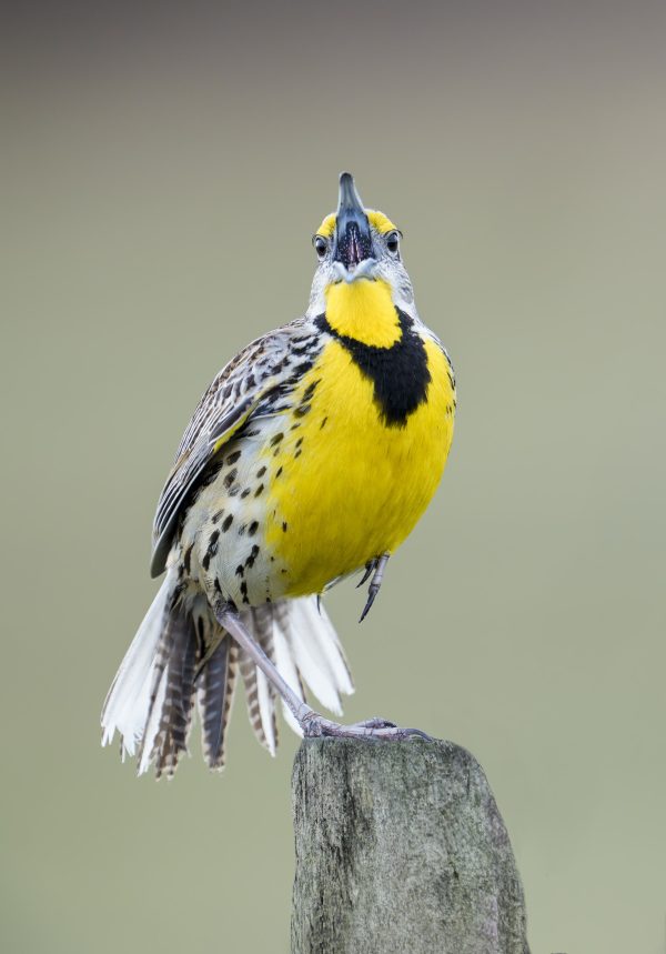Eastern-Meadowlark-3200-singing-_DSC7931-Joe-Overstreet-Landing-FL
