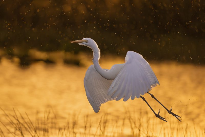 Great-Egret-3200-taking-flight-in-rain-shower-at-sunset-_DSC4003-Indian-Lake-Estates-FL-