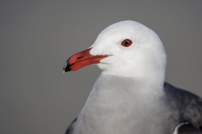 Heermanns-Gull-3200-head-portrait-_DSC1043-Santee-Leakes-Regional-Preserve-CA