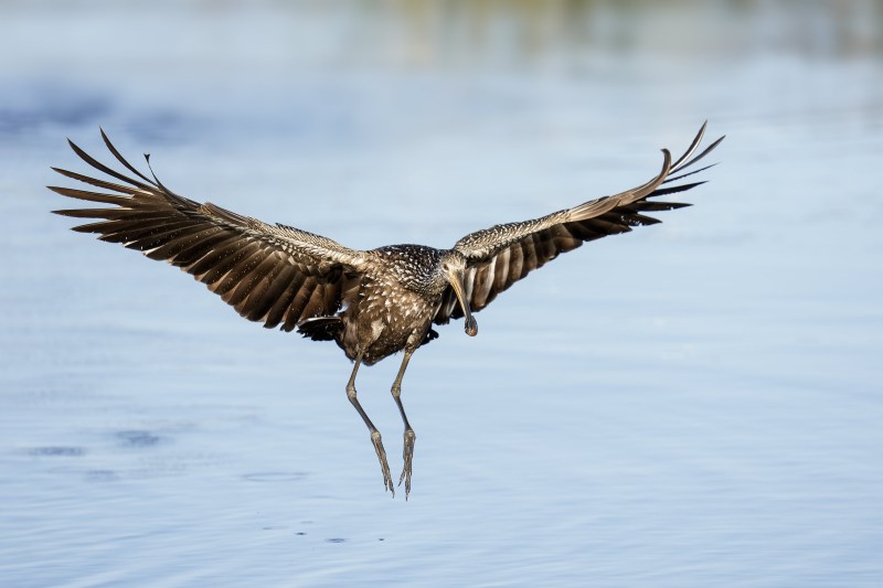 Limpkin-3200-incoming-flight-w-freshwater-mussel-_DSC3346-Indian-Lake-Estates-FL-