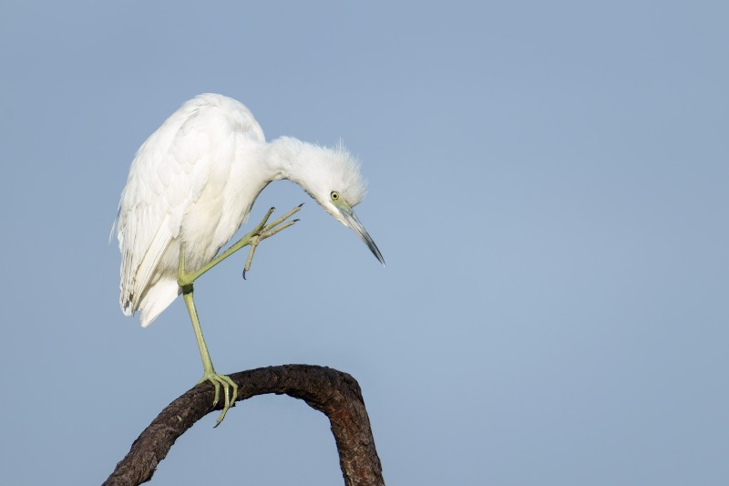 Little-Blue-Heron-3200-juveinle-scratching-neck-_DSC7925-Indian-Lake-Estates-FL-