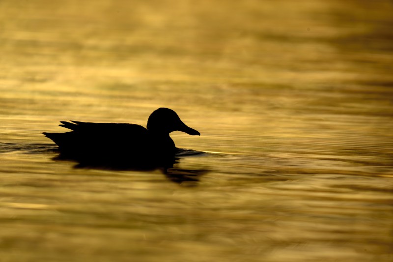 Mallard-3200-swimming-sillhouette-_DSC8564-Santee-Lakes-Regional-Park-CA