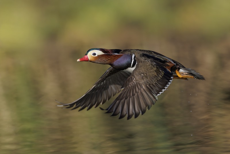 Mandarin-Duck-3200-in-flight-KEVIN-_J4A0468-La-Jolla-CA