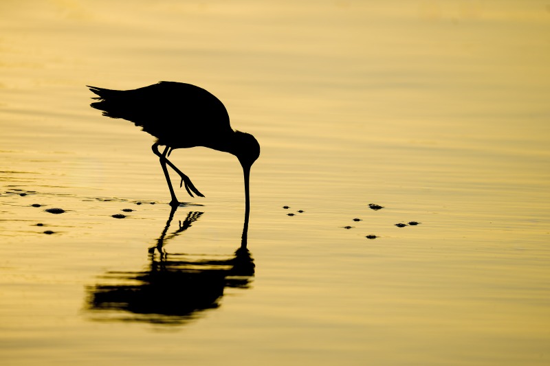 Marrbled-Godwit-3200-feeding-at-sunirise-_DSC9019-Santee-Leakes-Regional-Preserve-CA