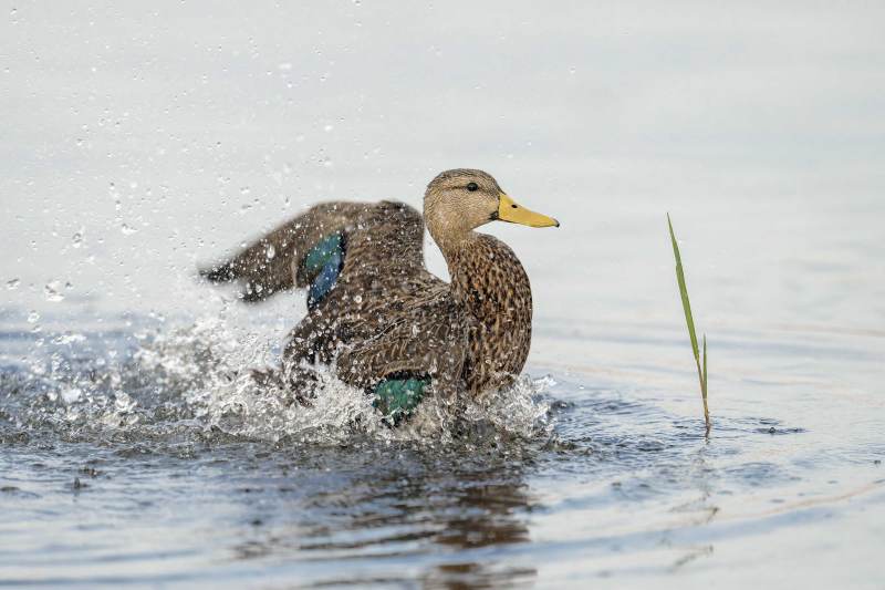 Mottled-Duck-3200-drake-bathing-_DSC8124-Indian-Lake-Estates-FL-