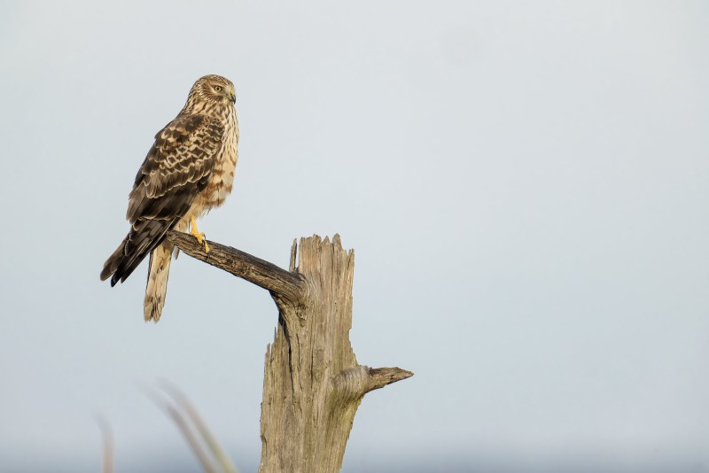 Northern-Harrier-3200-juvenile-_DSC2242-Indian-Lake-Estates-FL-