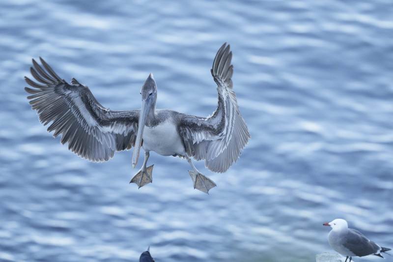 ORIG-_DSC1537-La-Jolla-CA-2