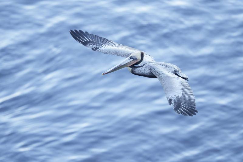 ORIG-_DSC1570-La-Jolla-CA-2