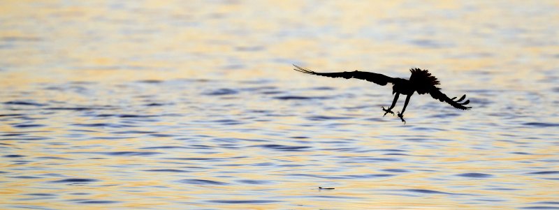 Osprey-3200-and-fish-_DSC2780-Sebastian-Inlet-FL