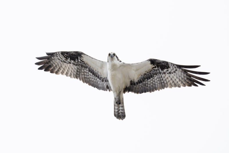 Osprey-3200-in-flight-T-shot-ISO-5000-_DSC9601-Indian-Lake-Estates-FLA