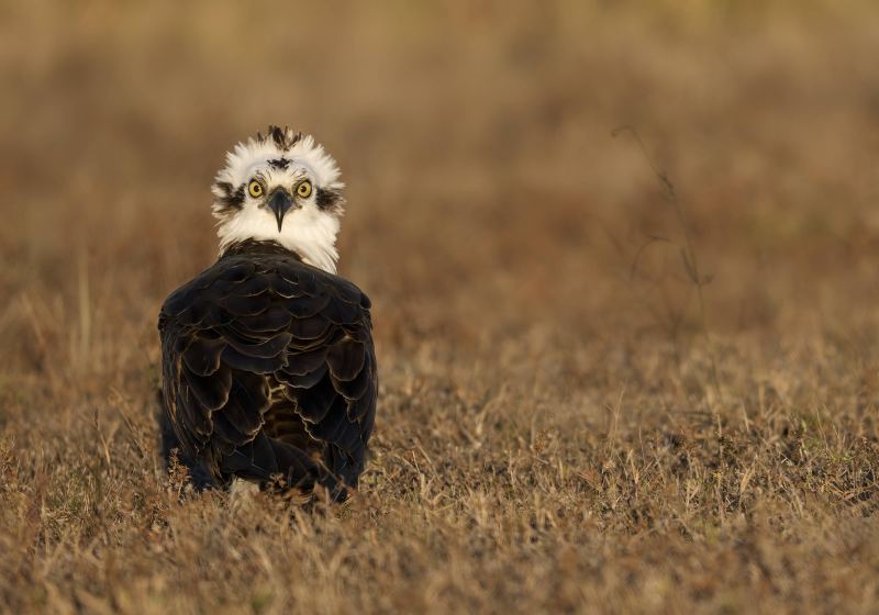Osprey-3200-looking-surprised-on-the-ground-_DSC2415-Indian-Lake-Estates-FL