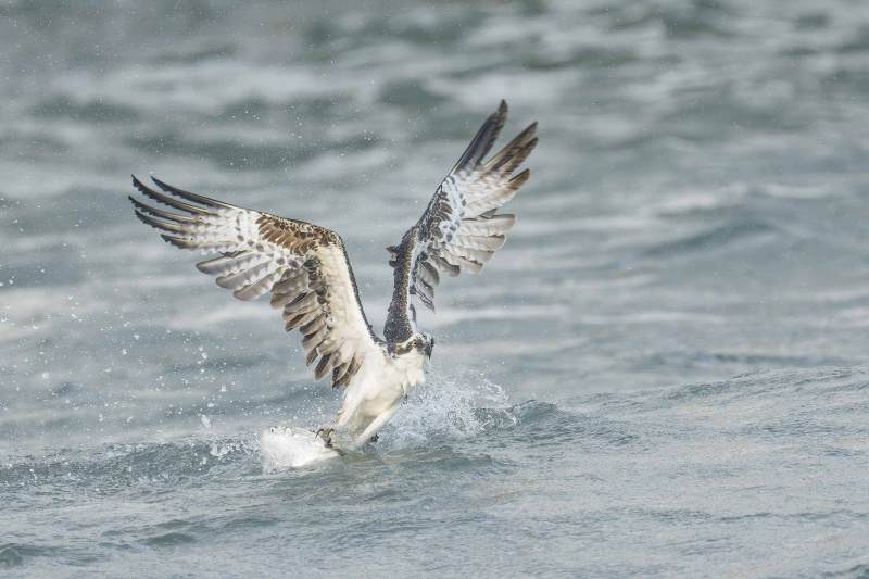 Osprey-3200-taking-flight-with-menhaden-_DSC5620-Sebastian-Inlet-FL-