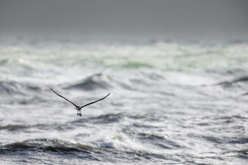 Osprey-3200-with-fish-over-ocean-waves-_DSC0355-Sebastian-Inlet-FL