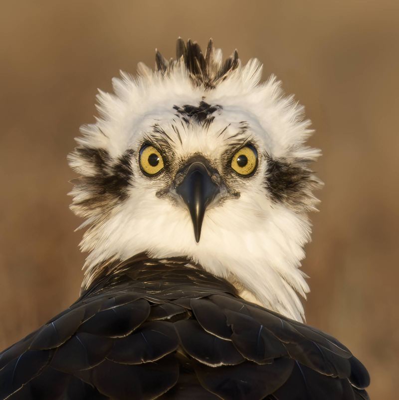 Osprey-SQ-looking-surprised-on-the-ground-_DSC2415-Indian-Lake-Estates-FL