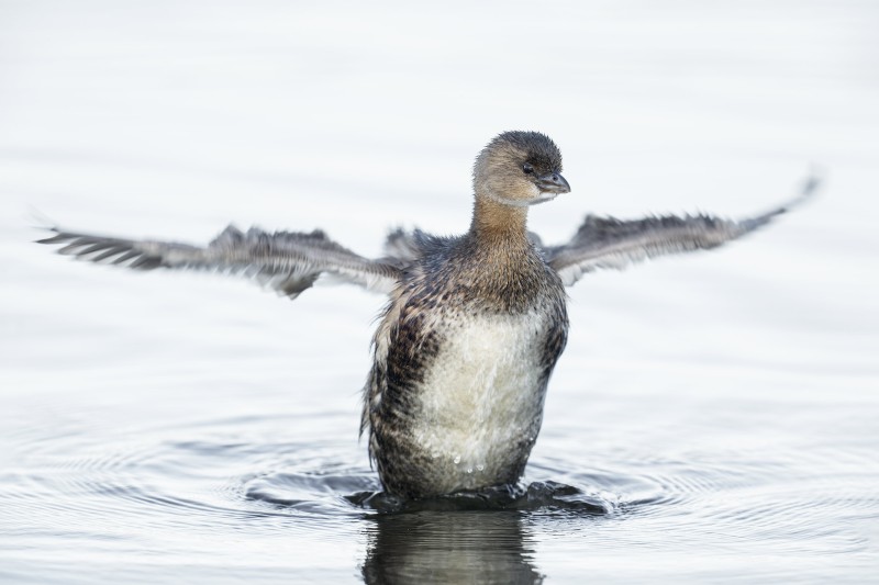 Pied-billed-Grebe-3200-flapping-after-bath-_DSC5799-Indian-Lake-Estates-FL-