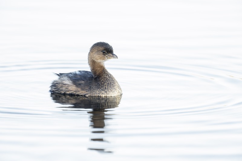 Pied-billed-Grebe-3200-in-the-shade-_DSC5712-Indian-Lake-Estates-FL-