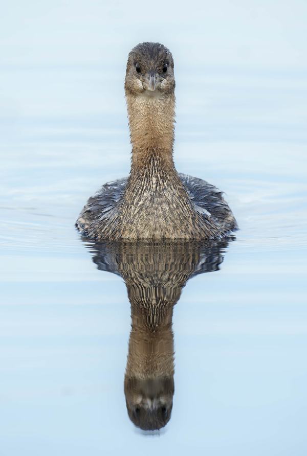 Pied-billed-Grebe-3200-non-breeding-adult-_DSC2969-Indian-Lake-Estates-FL-