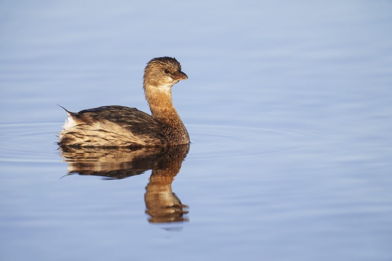 Pied-billed-Grebe-in-early-morning-sun-_DSC0155-Indian-Lake-Estates-FL-