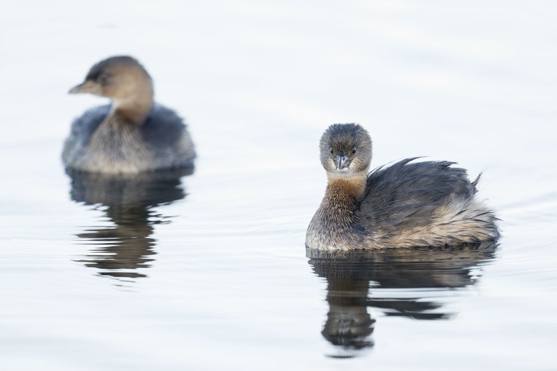 Pied-billed-Grebes-3200-in-shade-_DSC5890-Indian-Lake-Estates-FL-