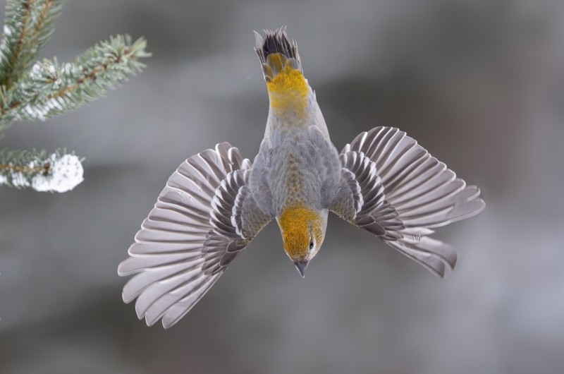 Pine-Grosbeack-3200-diving-off-perch-V-III-_DSC6193-Anchor-Point-AK-2