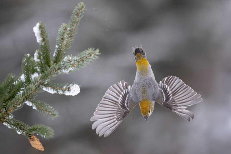 Pine-Grosbeack-diving-off-perch-_DSC6193-Anchor-Point-AK-2