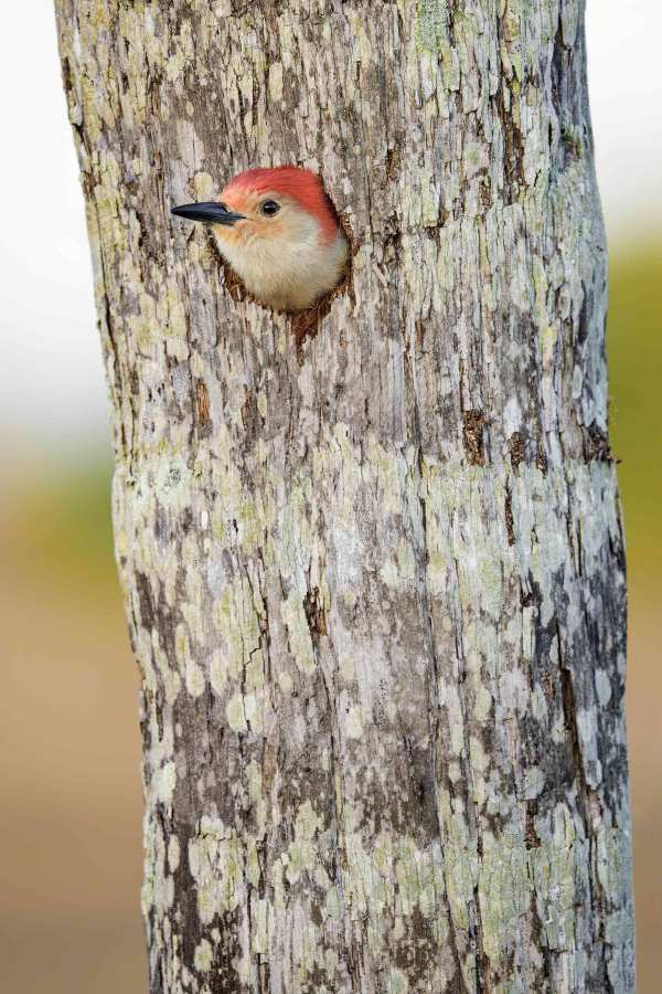 Red-bellied-Woodpecker-3200-male-in-nest-hole-_DSC9455-Indian-Lake-Estates-FL