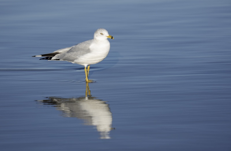 Ring-billed-Gull-3200-breeding-plumage-_DSC0302-Santee-Leakes-Regional-Preserve-CA